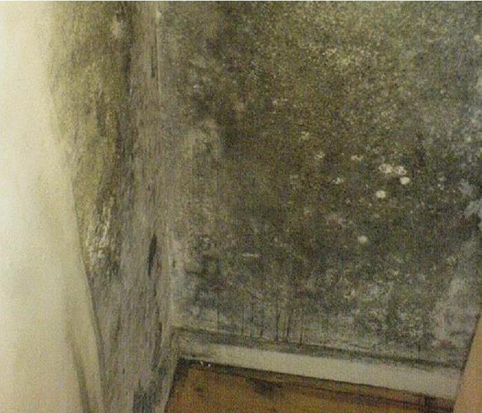 Mold that has overtaken a wall